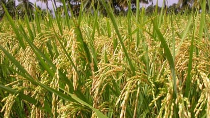 பயிர்களின் வளர்ச்சிக்கு எத்தனை வகையான ஊட்டசத்துக்கள் தேவை தெரியுமா?