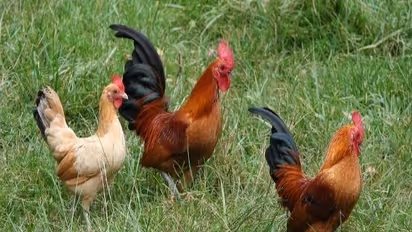 நாட்டு கோழிகளுக்கான கலப்பு தீவனம் மற்றும் மூலிகை மருத்துவம் - ஒரு அலசல்..