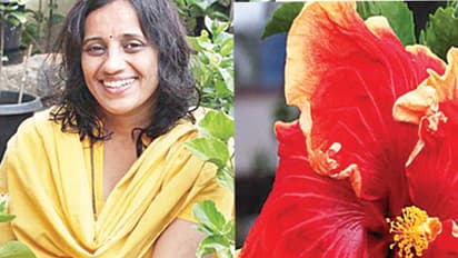 ಮಲೆನಾಡ ಹೆಣ್ಣಿನ ಪುಷ್ಟ ಸಾಧನೆ: ಇಲ್ಲಿ ಬೆಳೆದ ದಾಸವಾಳಕ್ಕೆ ಎಲ್ಲೆಡೆ ಬೇಡಿಕೆ