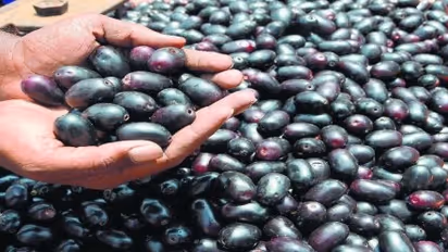 உங்களுக்குத் தெரியுமா? நாவல் பழம் இரத்தத்தைச் சுத்தப்படுத்தும்…