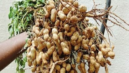 நிலக்கடலை விதைப்புக்கு ஏற்ற பருவம் முதல் விதை நேர்த்தி வரை ஒரு அலசல்...