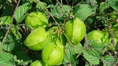 உங்களுக்குத் தெரியுமா? முடக்கற்றான் இலைகளை அரைத்து பூசினால் மூட்டு வலி நீங்கும்...