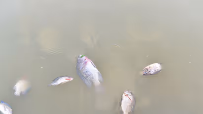 Tilapia Lake virus spread to fish in Andhra,Kerala,Tamil Nadu