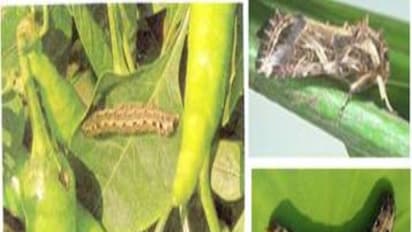 மிளகாயை தாக்கும் இந்த இரண்டு பூச்சிகளும் பெரும் சேதத்தை ஏற்படுத்தும்... தடுக்கும் வழிகள் உள்ளே...