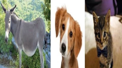 "விலங்கு சகுனம்" பார்க்கலாம் வாங்க...! இப்படி ஒரு யோகமா..?