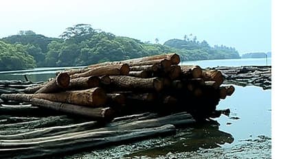 കോടതി ഉത്തരവിന് പുല്ല് വില; ഹാരിസണ് കടത്തിയത് 150 തോളം മരങ്ങള്