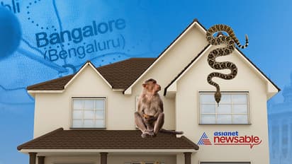Bengalureans invaded their forests, now we got to learn to live with animal conflict