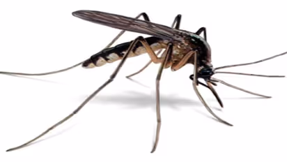 பகல் நேரத்தில் கடிக்கும் கொசுக்களே டெங்குவிற்கு காரணம்...