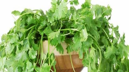 நோய் எதிர்ப்புச் சக்தியை அதிகரிக்கும் கொத்தமல்லியின் பிற மருத்துவ பயன்கள்…