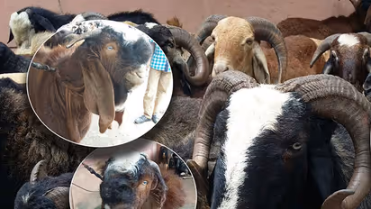 Bengaluru all set to witness over 4 lakh animals slaughter for Bakrid