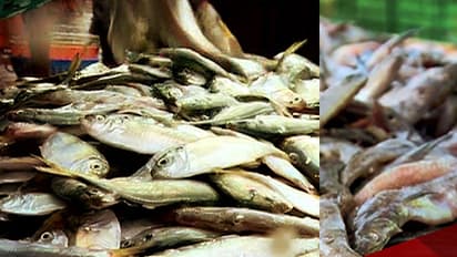 2.5 ലക്ഷം വരെ പിഴ, ചെറിയ സെന്‍റിമീറ്റർ മാറിയാലും കടുത്ത നടപടി; പിടിച്ചെടുത്ത് നശിപ്പിച്ചത് 300 കിലോ ചെറിയ അയല