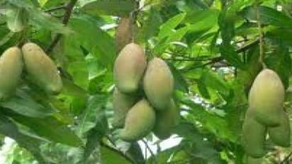 மாமரத்தில் அதிகம் காய்களை பெற இந்த வழியை பயன்படுத்துங்க…