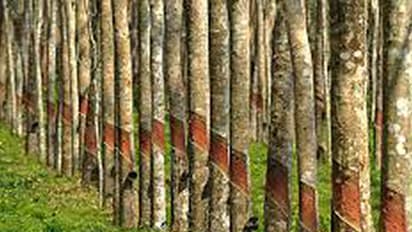 റബറിന്റെ വിലയിടിവ് പഠിക്കാന് വിദഗ്ധ സമിതിയെ നിയോഗിച്ചു