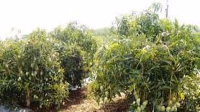 மரங்களைத் தாக்கும் நோய்கள் மற்றும் அவற்றை கட்டுப்படுத்தும் வழிமுறைகள் இதோ...