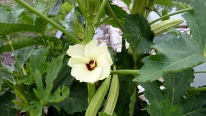 வெண்டை மற்றும் தட்டைப்பயிறை விதைத்தல் மற்றும் நடவு செய்தல் முறை...