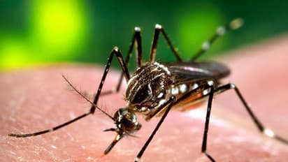 വീണ്ടുമൊരു ഡെങ്കിപ്പനി കാലം!