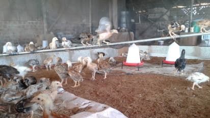 கோழிகளுக்கு ஏற்ற தீவன தொட்டிகளில் எத்தனை வகைகள் இருக்கு தெரியுமா?