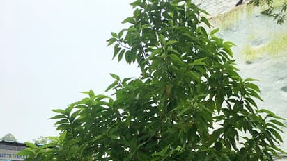 హమ్మయ్య... కేసిఆర్ మొక్క ఈడ బానే పెరిగింది