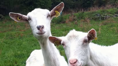  ஆடுகள் ஆரோக்கியமாக வளர இந்த மூன்று விஷயங்களையும் கட்டாயம் செய்யணும்...