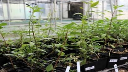 பயிர் களைகளை ஒழிக்க இவற்றை பயன்படுத்தலாம்.