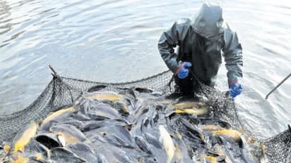 இந்தியப் பெருங்கெண்டை இனங்களான ரோகு மற்றும் மிர்கால் பற்றி ஒரு அலசல்...