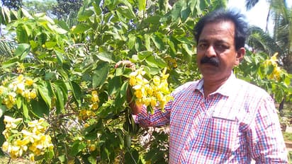 വിഷുക്കണിയൊരുക്കാന് ഇനി കൊറിയന് കൊന്നപ്പൂവ്