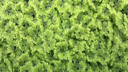 நாட்டுக் கோழிகளுக்கு ஏற்ற சிறந்த தீவனம் "அசோலா". ஏன்?