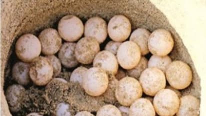 ஒரே நாளில் 1305 ஆமை முட்டைகள் சேகரிப்பு; இந்தாண்டு அதிகளவில் கிடைக்க வாய்ப்புள்ளதாக வனத்துறையினர் கணிப்பு...