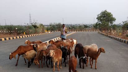 ఏపీలోనూ గొర్రెలు, మేకల పంపిణీ: ముహూర్తం ఎప్పుడంటే..?
