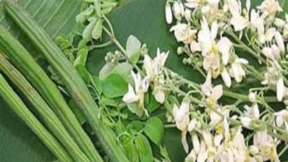 முருங்கை பூ சாதம் சாப்பிடுவதால் இந்த பிரச்சனையை எளிதில் போக்கலாம்...