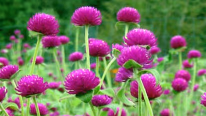 வாடாமல்லியில் பொதிந்து கிடக்கும் அற்புத மருத்துவ குணங்கள் இதோ…