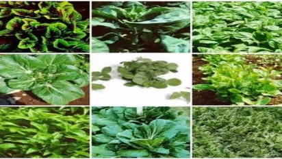 இந்த கீரைகளைச் சாப்பிட்டால் உங்களுக்கு இவ்வளவு நன்மைகள் கிடைக்கும்…