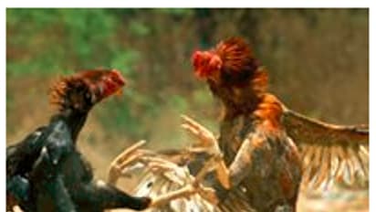 కోడి పందేలకు సర్వం సిద్ధం... ఒక్కో పుంజు ధర రూ. 2లక్షలు