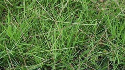 பூஸ்ட், ஹார்லிக்ஸ் விட மிகச் சிறந்த ஊட்டச்சத்து மருந்து “அருகம்புல்”…