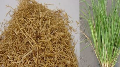 நறுமணம் வீசும் வெட்டிவேரில் அடங்கியுள்ள மருத்துவ குணங்கள் இதோ...