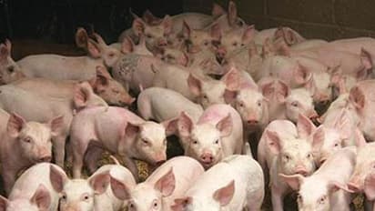 ಕಾಗೆ, ಕೋಳಿ ಬೆನ್ನಲ್ಲೇ ಹಂದಿಗಳ ಸರಣಿ ಸಾವು : ಆತಂಕಗೊಂಡ ಜನತೆ