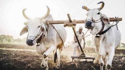 கோடை உழவின் அவசியம் மற்றும் பயன்கள் என்ன?