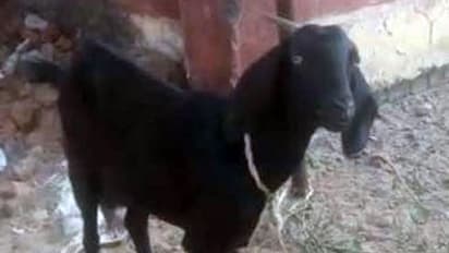 বিকৃত কামের শিকার, ৩ ধর্ষকের অত্যাচারে মৃত্যুর কোলে ঢলে পড়ল গর্ভবতী ছাগল