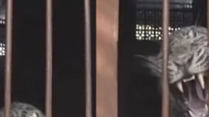 Caught on cam: Leopard strays into classroom, attacked student sustains injuries in Aligarh