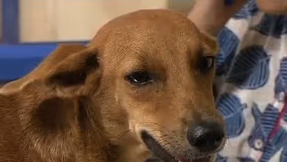 ನಾಯಿಯನ್ನು ಗುಂಡಿಕ್ಕಿ ಕೊಂದವನಿಗೆ ಕಟಕಟೆಯಲ್ಲಿ ಏನಾಯ್ತು ಗೊತ್ತೆ ?