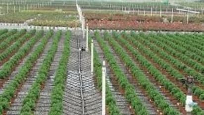 சொட்டு நீர் பாசனத்தை எப்படி முறைப்படி செய்வது? இதை வாசிச்சு தெரிஞ்சுக்குங்க