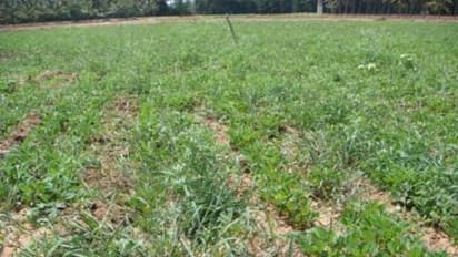 நிலக்கடலையில் அதிக மகசூல் பெற இந்த தொழில்நுட்பம் உங்களுக்கு நிச்சயம் உதவும்...