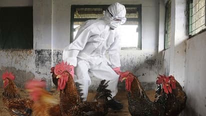Bird flu hits Bidar: 20,000 chickens die in one day
