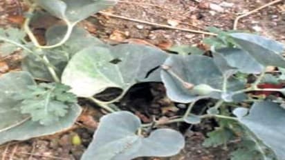 கால்நடைகள் தின்னாத இலைகளை கொண்டு தீமை தரும் பூச்சிகளை விரட்டலாம்…