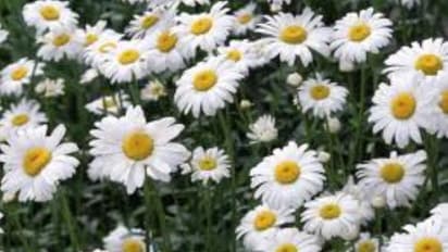 இதுபோன்ற செடிகளை வீட்டில் வளர்த்தால் கொசுக்களை மிக எளிதாக விரட்டலாம்...