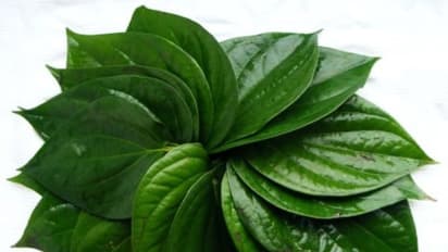 வெற்றிலையை இதனோடு சேர்த்து சாப்பிட்டால் உடல் எடை சடசடவென குறையும்...