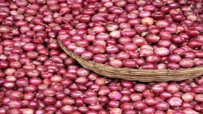 சின்ன வெங்காயத்தில் இந்த ரகத்தின் நாற்றாங்கலை எப்படி தயாரிக்கலாம்?