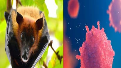 அலற வைக்கும் நிஃபா வைரஸ் காய்ச்சல்….. இது தான் காரணமாம்…தடுப்பது எப்படி ? புதிய தகவல்கள்!!