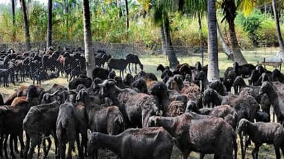 கருப்பு செம்மறி ஆடுகளை வளர்க்க இந்த இயற்கை முறைதான் சரி...
