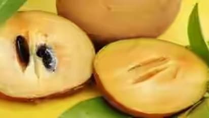 அதிக மருத்துவ பயன்கள் கொண்ட சப்போட்டா பழத்தை நீங்கள் தெரிந்து கொள்ள வேண்டியவை…